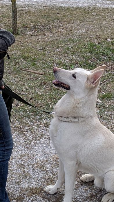 Дресирування собак
