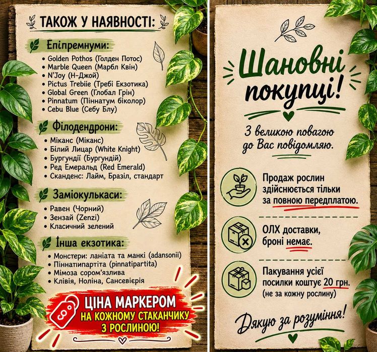 ‼️ Епіпремнум Неон та Філодендрон Lemon Lime‼️  Золото, що росте!
