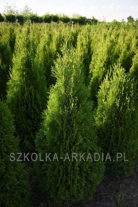Thuja Smaragd, tuja, smaragd, szmaragd DUŻE wysokość 200-250 cm