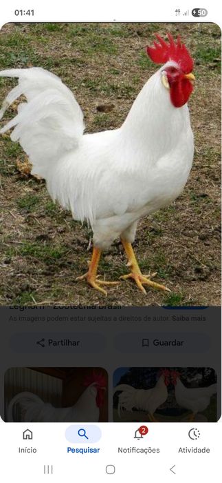 Casal galinhas legorne