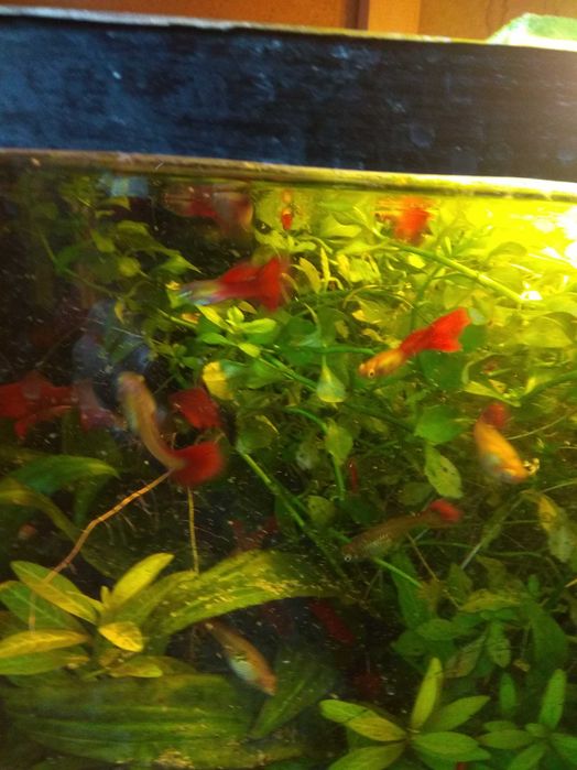 Акваріумні рибки гуппі та креветки