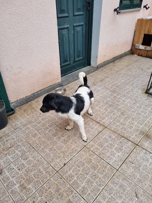 Ola boa noite temos este menino para adoção