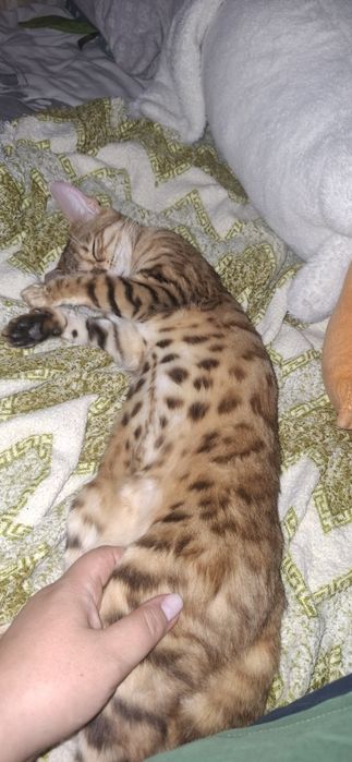 Бенгальская кошка