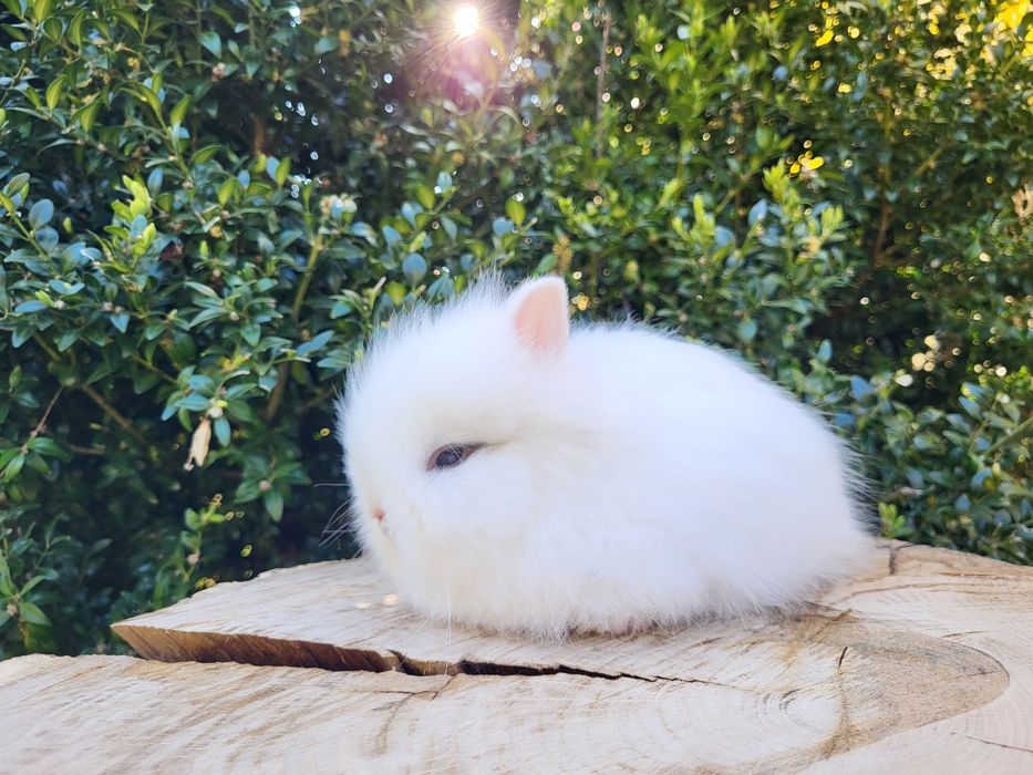 Piękne karzełki Teddy. Maluszki do rezerwacji.