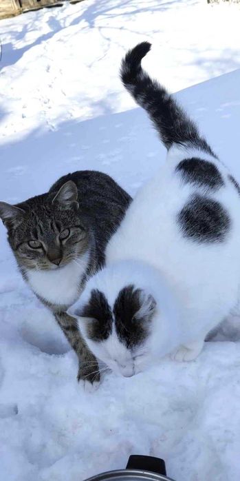 Koty do pilnej adopcji