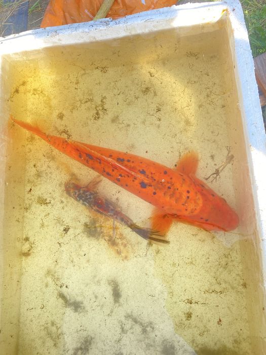 Karp EuroKoi selekt 48 cm hodowla