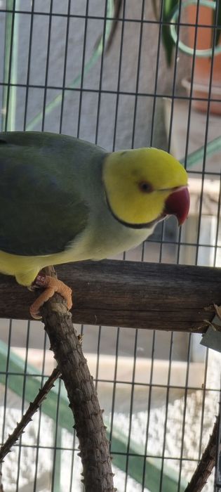 Ring necks de 2024 e 2025 várias mutações