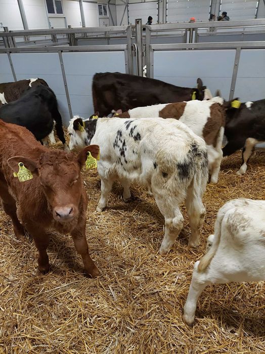 Cielęta łowicz polskie krajowe BYCZKI JAŁÓWKI