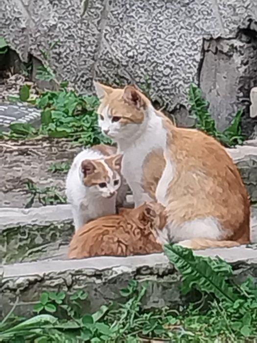Кошенята і кішечка терміново шукають люблячі родини