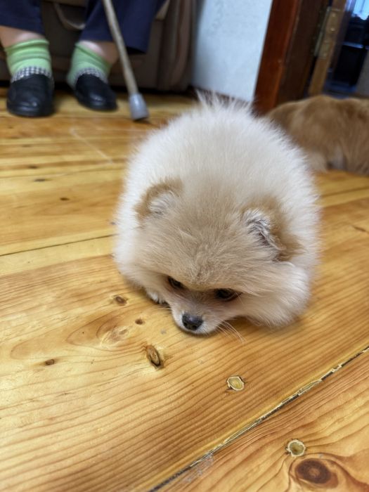 Померанчький шпіц тип мішка дівчинка