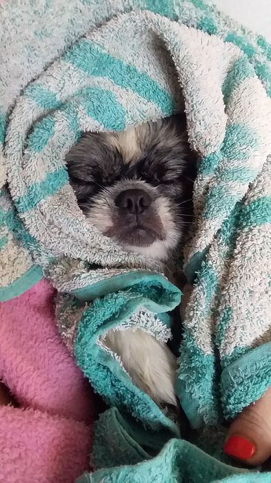 Королівський пекінесик шукає дівчинку