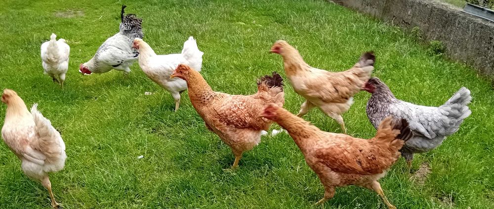 Kury , kokoszki Rosa i Green Shell