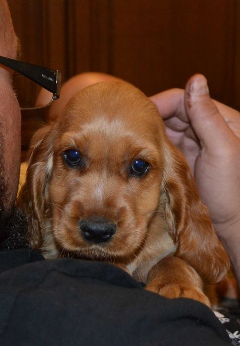 Cocker spaniel angielski, gotowy do odbioru