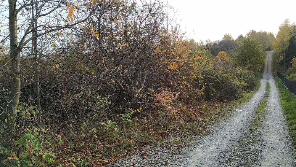 Drzewa i krzewy za darmo w zamian za wycinkę