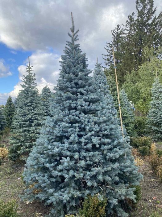 Ель колючая голубая, зеленая