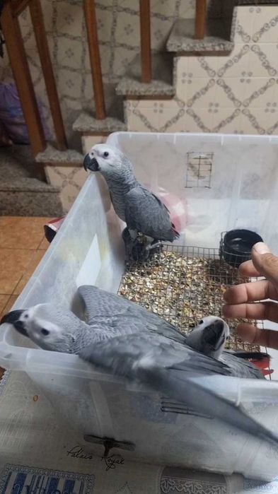 Papagaios cinzentos e aestiva criados a mao