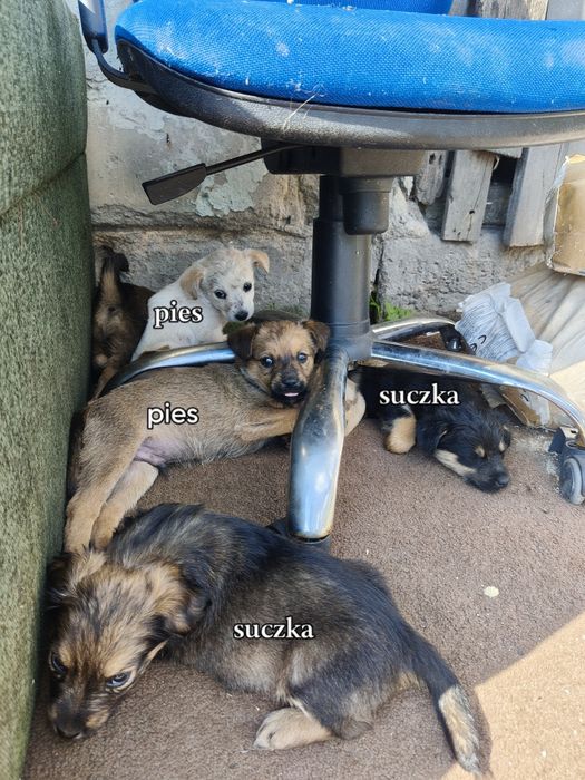 Oddam szczeniaki 4 pieski i  2 suczki