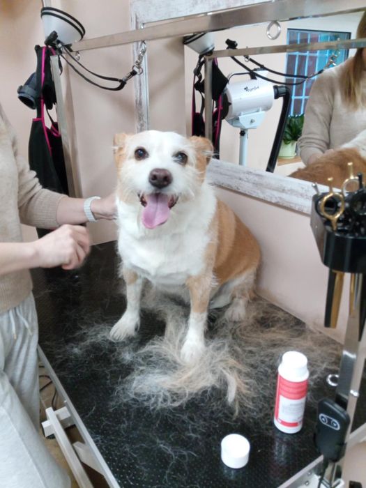 Strzyżenie psów (groomer), psi fryzjer, trymowanie, pielęgnacja.
