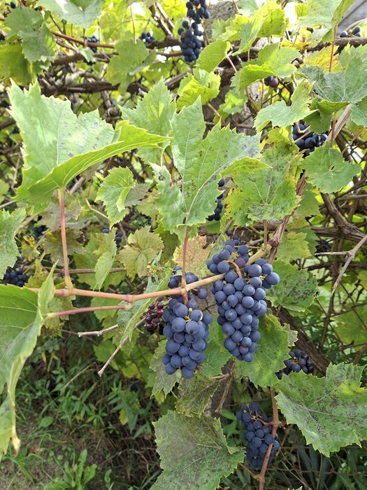 Winogrono ciemne
