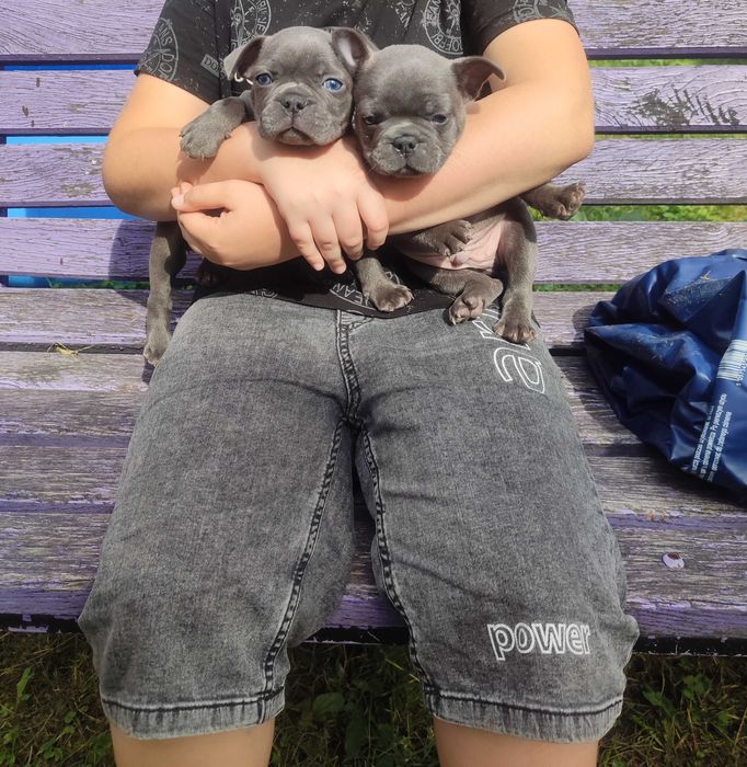 В'язка французького бульдога Ізабелла