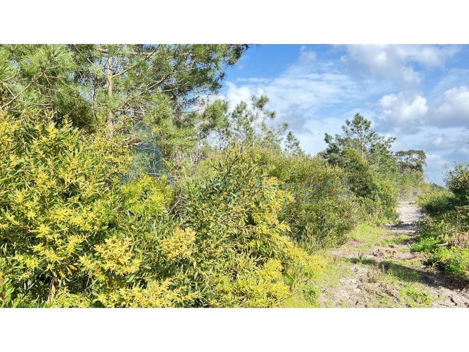 Terreno Rústico com Elevado Potencial de Valorização em Aljezur