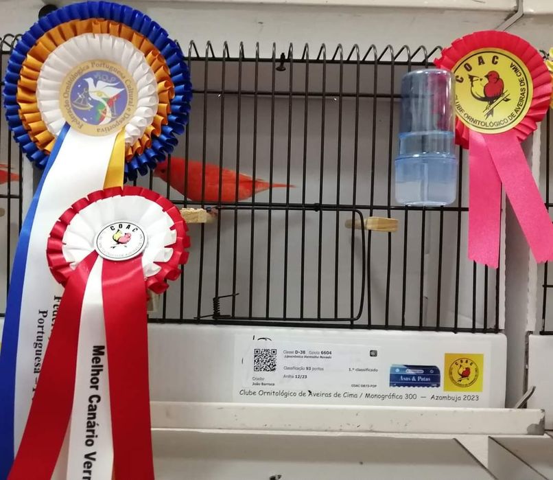 Canários Lip. Vermelho I/N ENTREGAS CENTRO/NORTE País Outubro