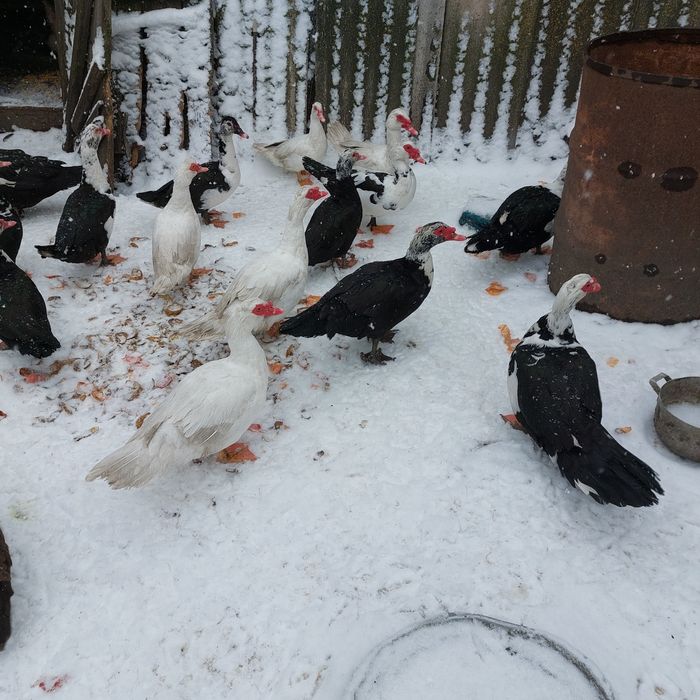 Індокачки живою вагою