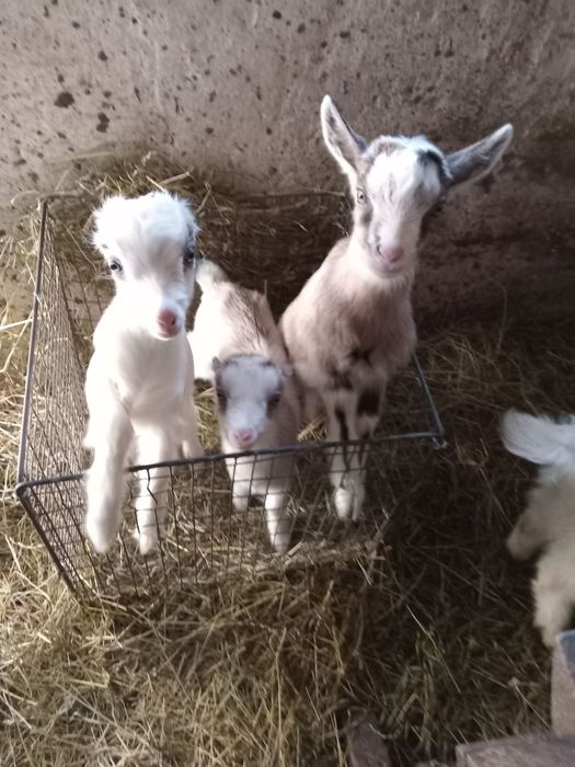 Продаю спокійні козочки