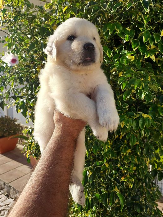 Golden Retriever Cachorro Excelente
