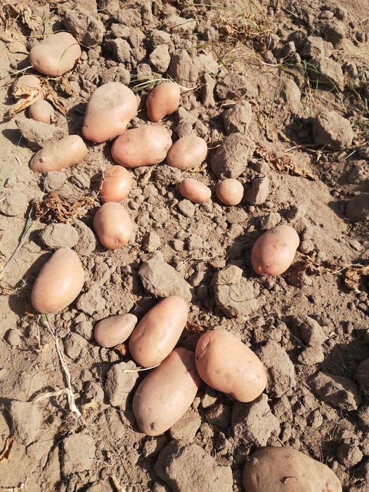 Batata nova Agria e stemster