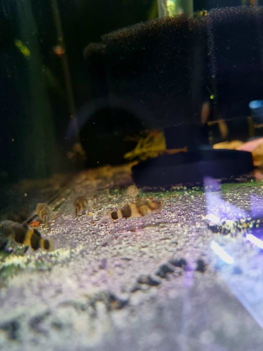 Babka osa (Brachygobius doriae)

)