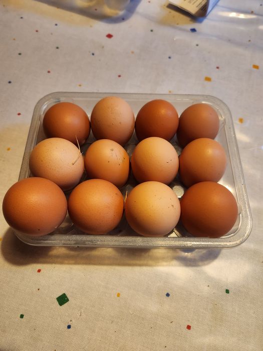 Vendo ovos frescos
