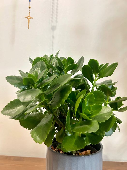 Planta flor dobrada | kalanchoe blossfeldiana + vaso cerâmica
