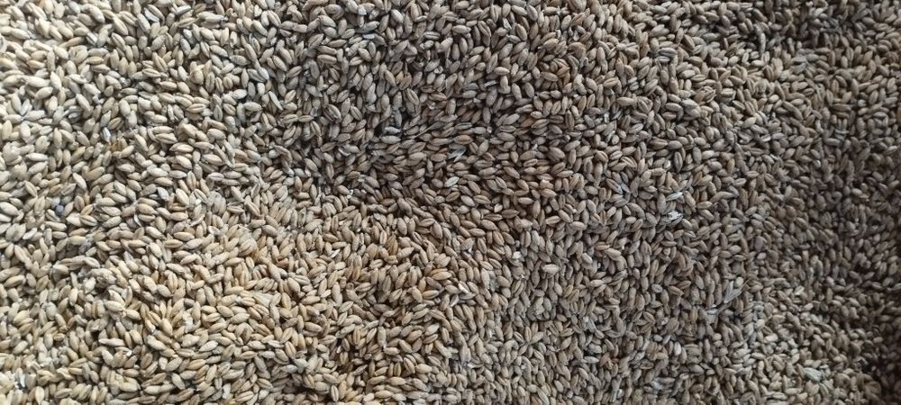 Zboże Pszenica Pszenżyto Owies