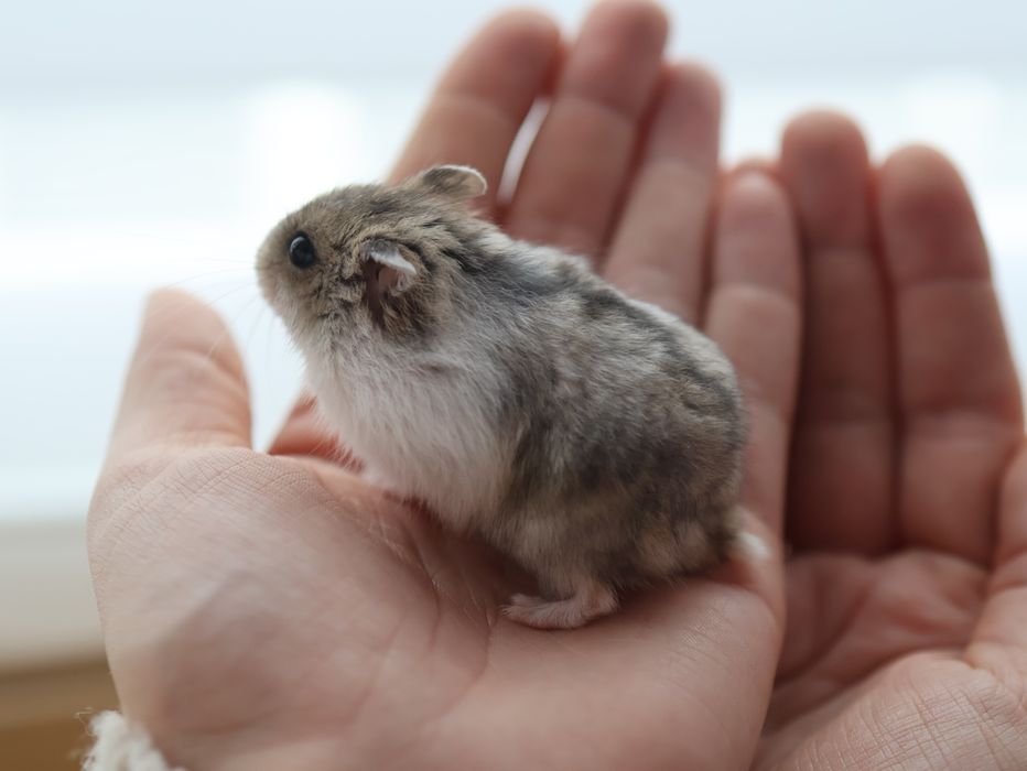 Chomik dżungarski Campbella Urodzony 15 listopada Oswojony