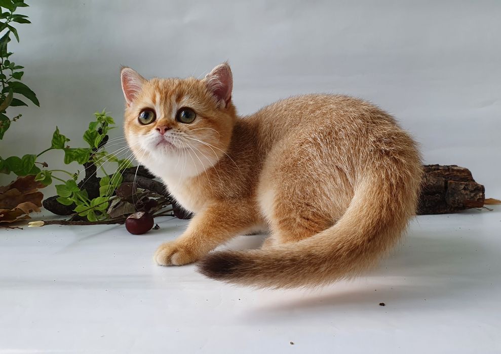 Британка КОШЕЧКА золотая шиншилла. Воспитанная,игривая,красотка.Киев