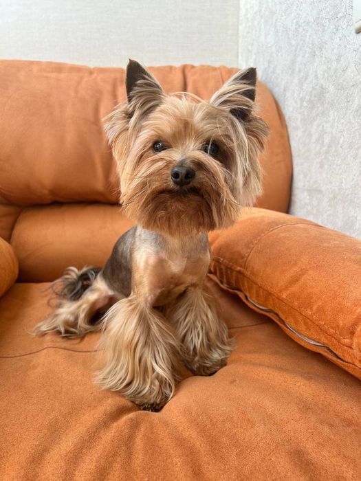 В’язка Йоркширський терєр. Хлопчик. Йорк. Вязка. Бровари