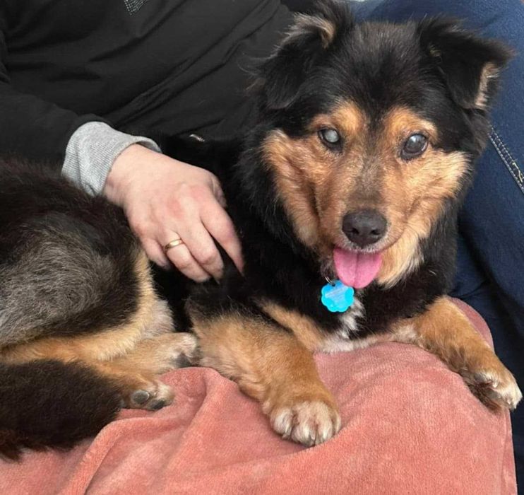 Jogi - ślepe serduszko szuka domu