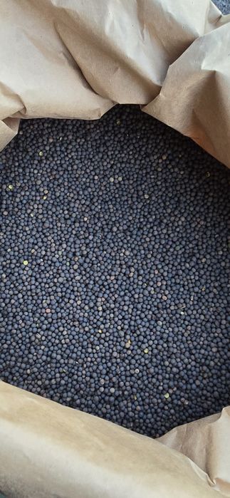 Koniczyna inkarnatka, wyka ozima, zycica wielokwiatowa, Wysylka