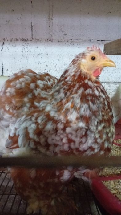 Ovos  de pekins para incubação