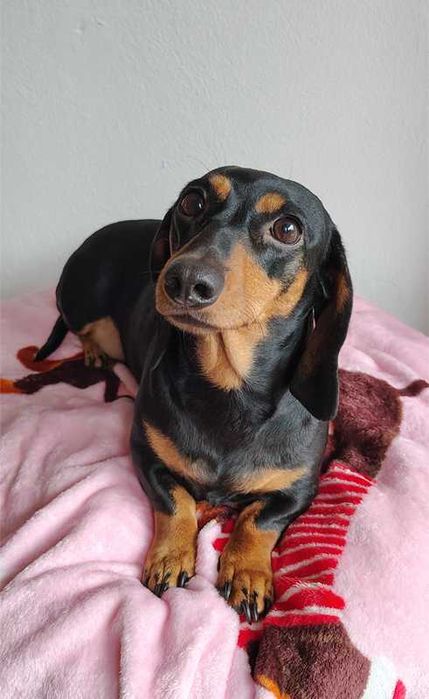 ZAREZERWOWANA Suczka Jamnik krótkowłosy czarna podpalana Kraków