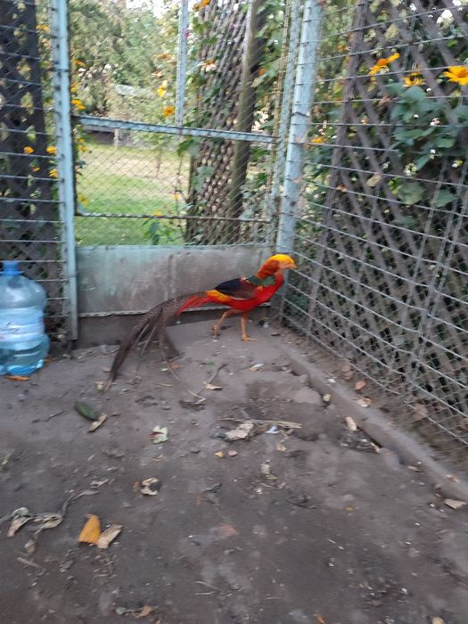 Bazanty złote młode jaja lęgowe