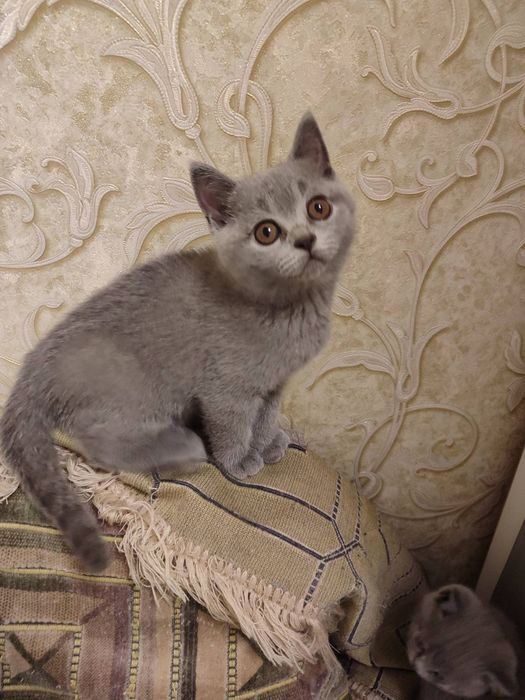 Шотландські кошенята