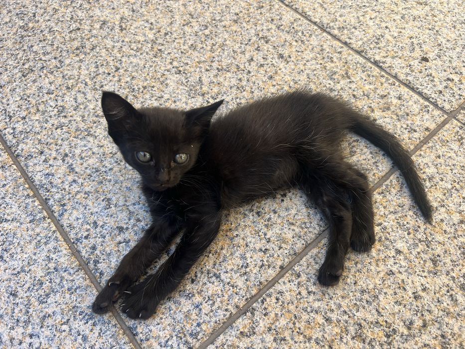 Gatinhos para adoçao