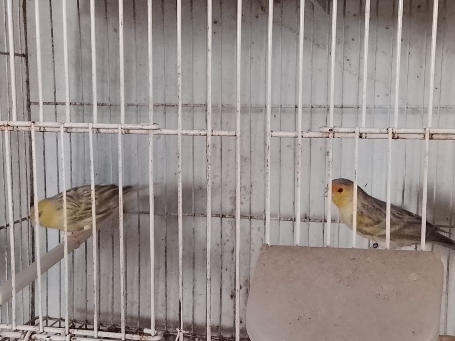 Canários várias raças