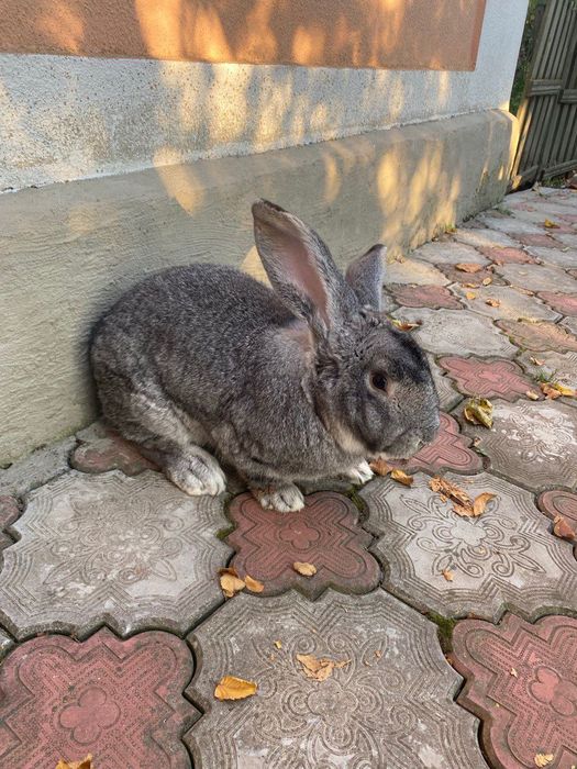 Продам кролі. Шиншила, французький баран