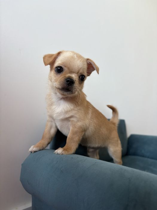 Chihuahua krótkowłosy FCI ZKwP