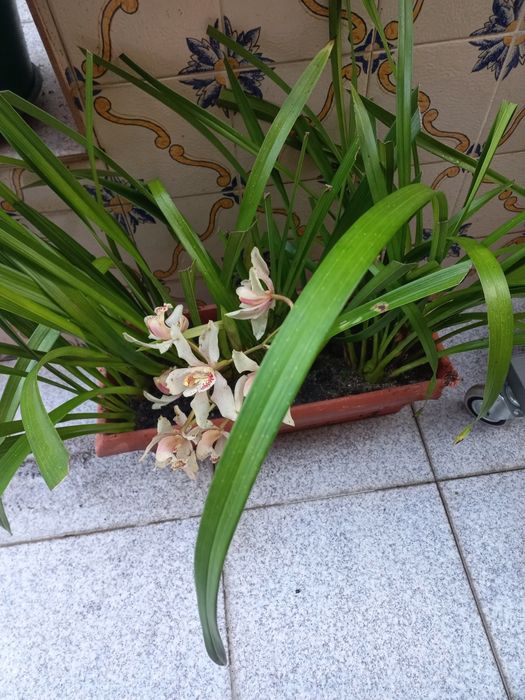 Vaso retangular com orquídea