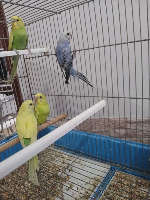 Lindos Piriquitos para mudar de lar