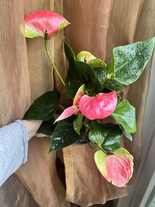 Anthurium Sweet Dreams